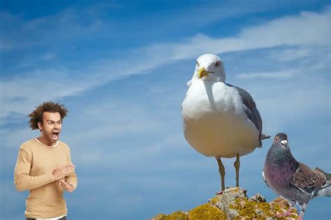 The magical rituals of seagulls: Can they really sway the tides and control the weather?